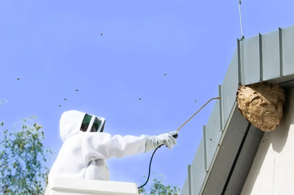 Extermination frelons