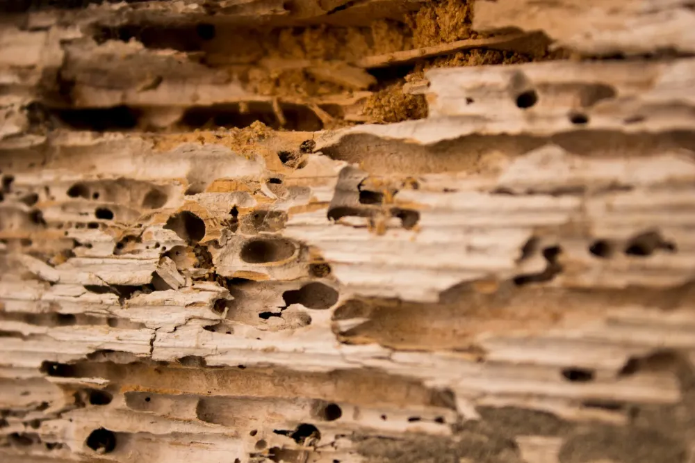 Galeries et trous dans le bois causés par des insectes xylophageswebp