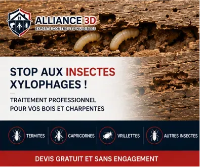 Traitement professionnel contre les insectes xylophages dans le Loiret